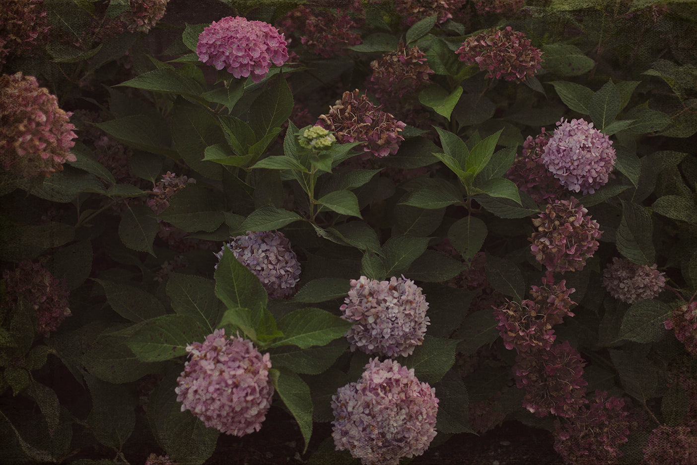 A photo of hydrangeas with purple and pink flowers, showcasing various blooms.