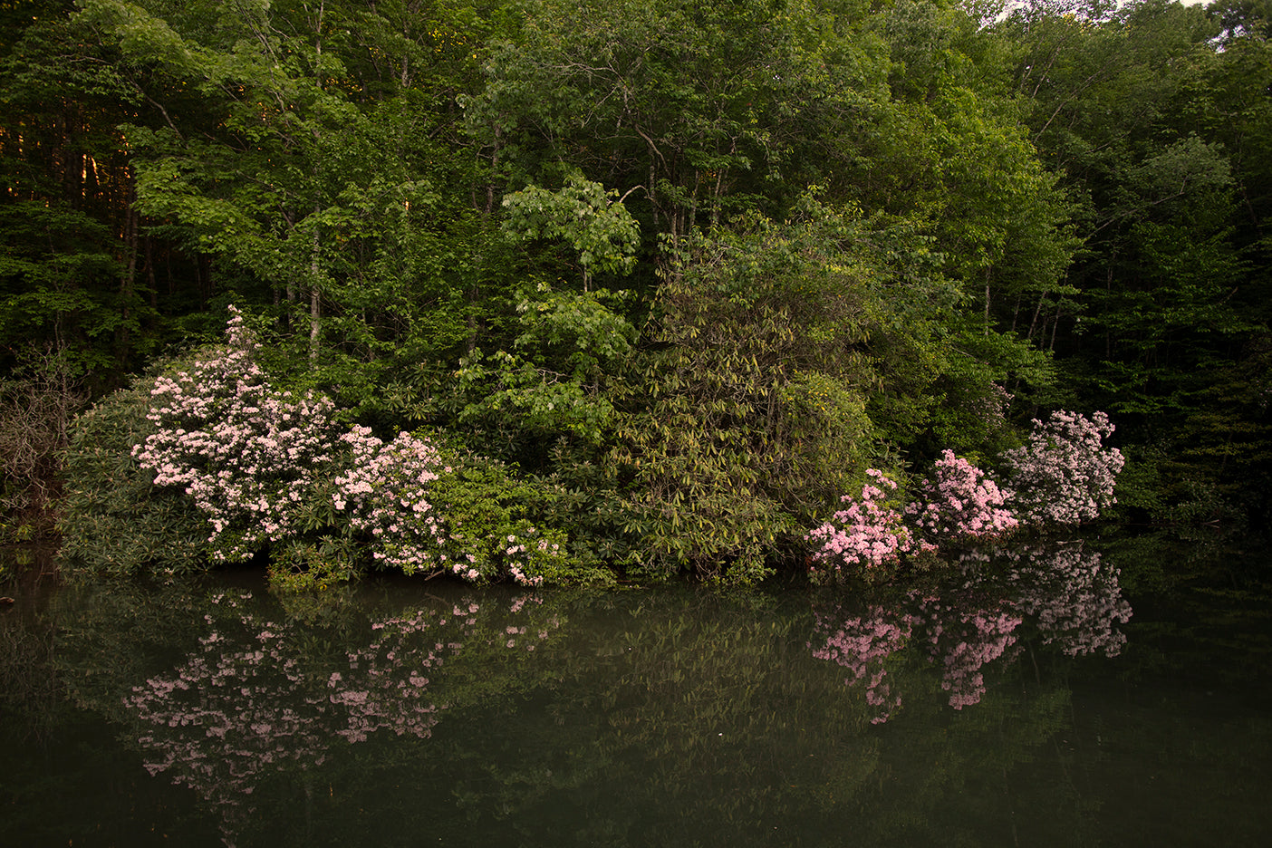 A photograph depicting a tranquil lake surrounded by lush greenery, with pink mountain laurel flowers in bloom on the edge of the lake, reflecting in the water.