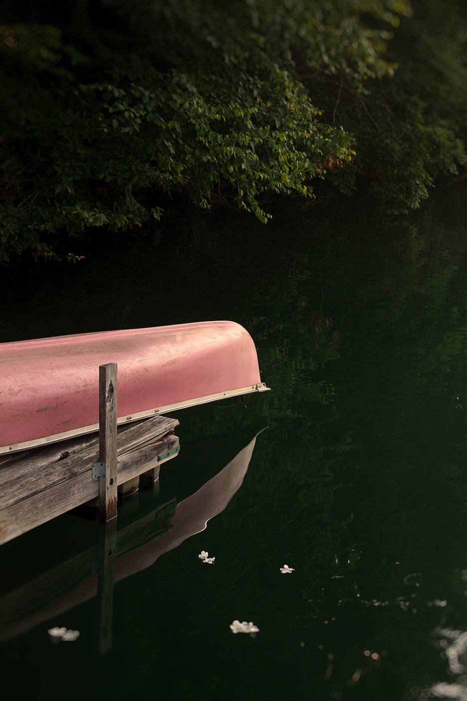 A red canoe floating on calm water near a shore with greenery, with rhododendron petals scattered around.