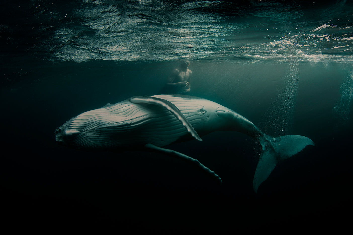 Underwater photograph featuring a whale with a young man swimming alongside, set against a dark oceanic background.