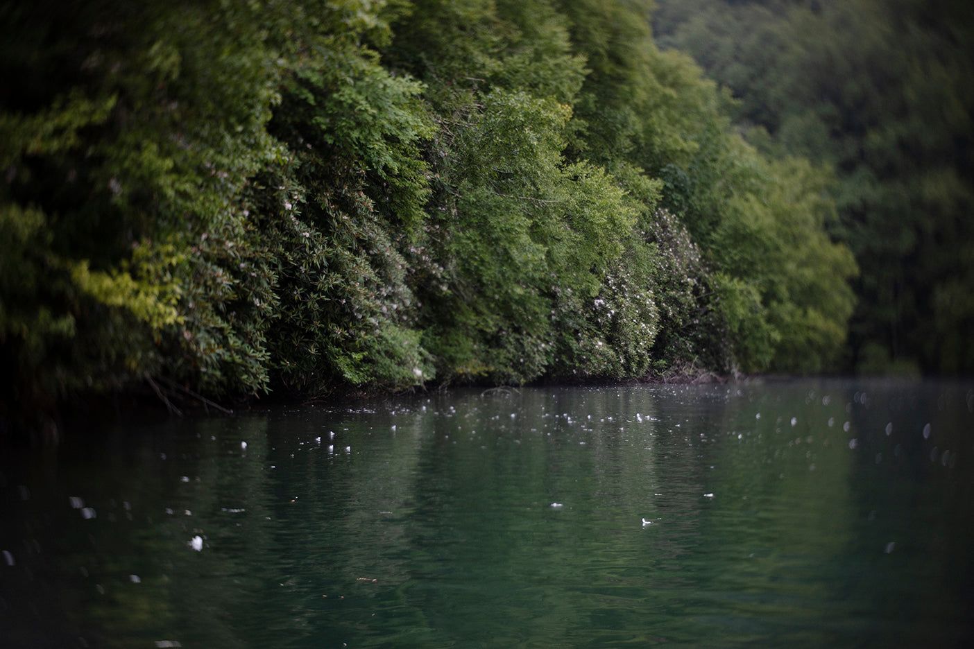 A photograph depicting a serene lake edge with lush greenery and a calm water surface reflecting the surrounding nature.