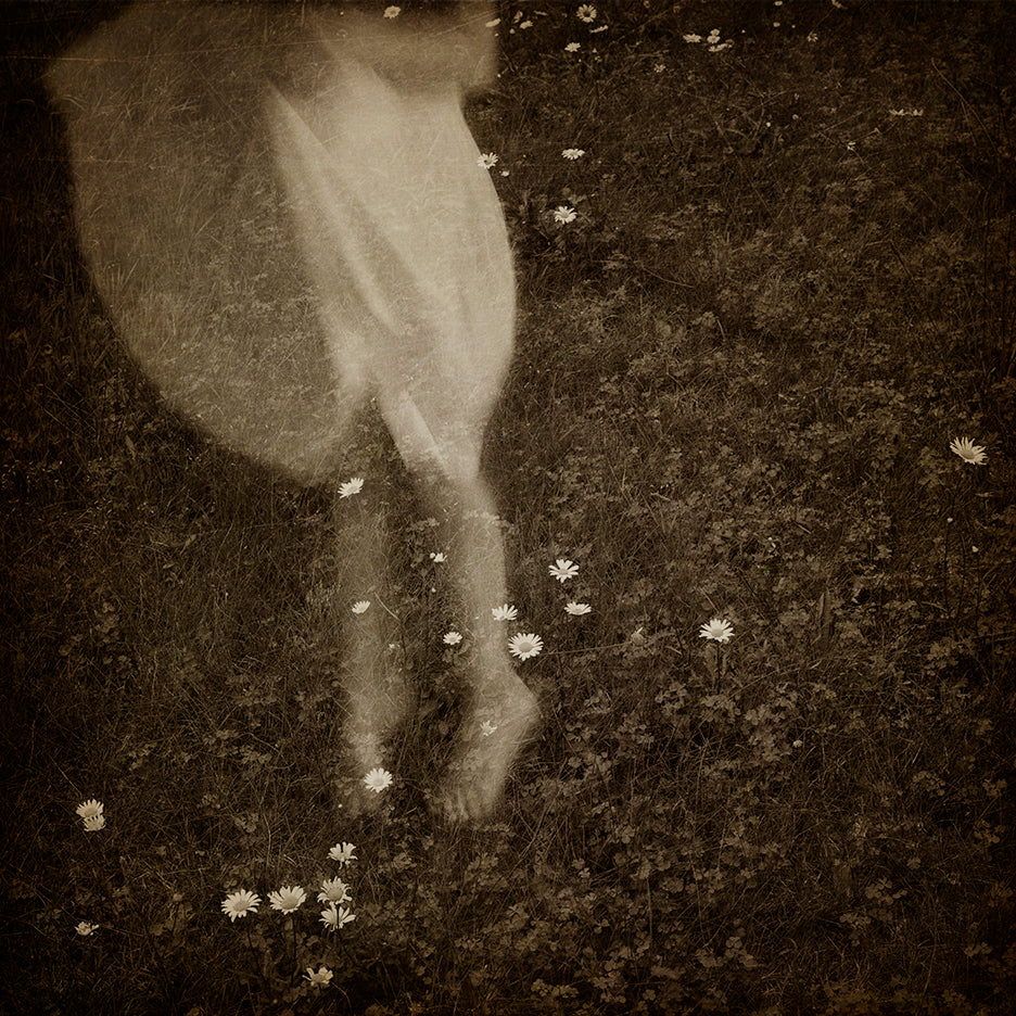 A black and white photograph of a little girl's feet with toes pointed playfully, surrounded by a vibrant bed of daisies.