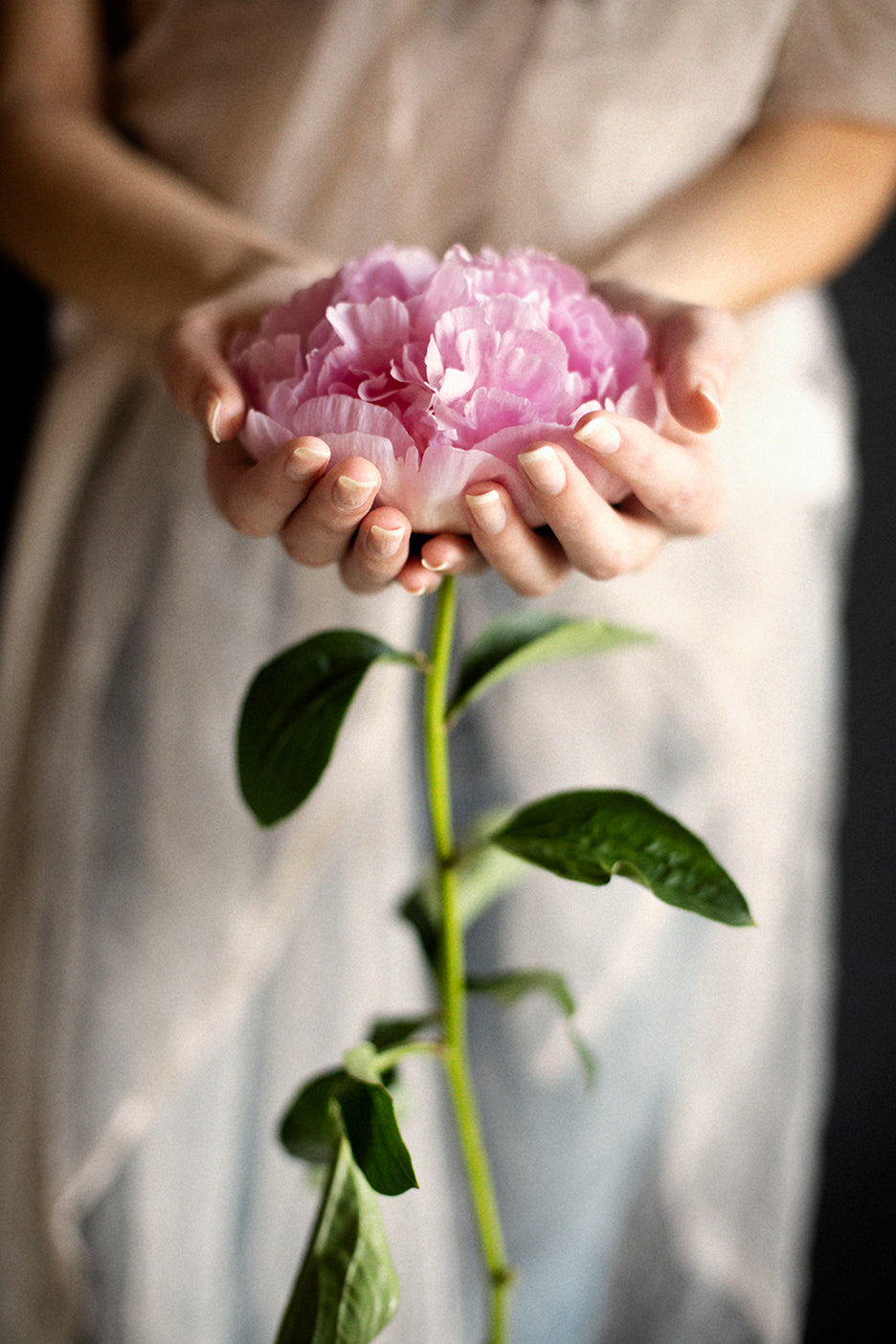 girls hand holding a pink Peony flower