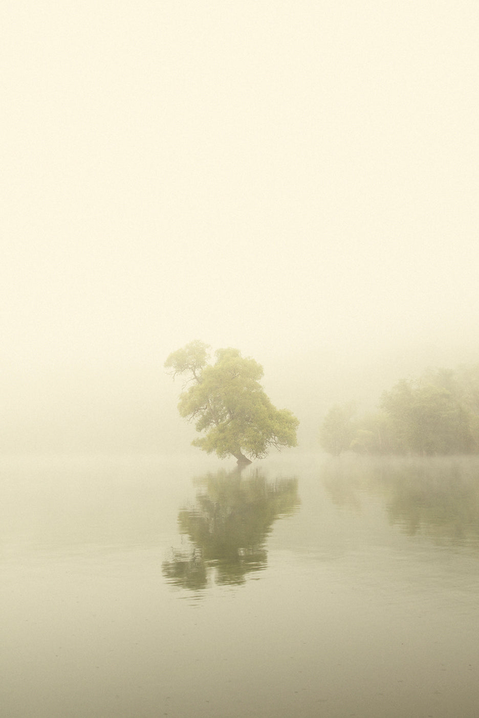 photograph of a tree reflected in a still body of water, with a misty atmosphere.