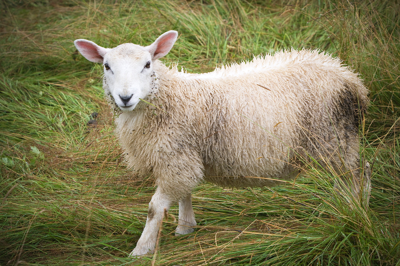A photo of a sheep standing in a field with tall grass.