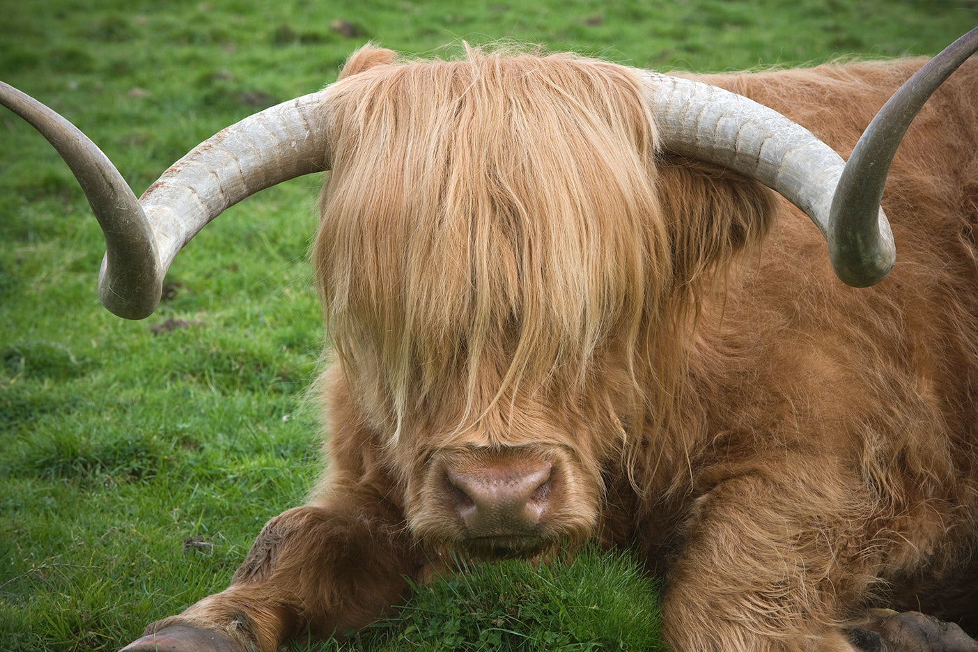 A black-and-white photo of a Highland cattle with long horns, lying on grass.