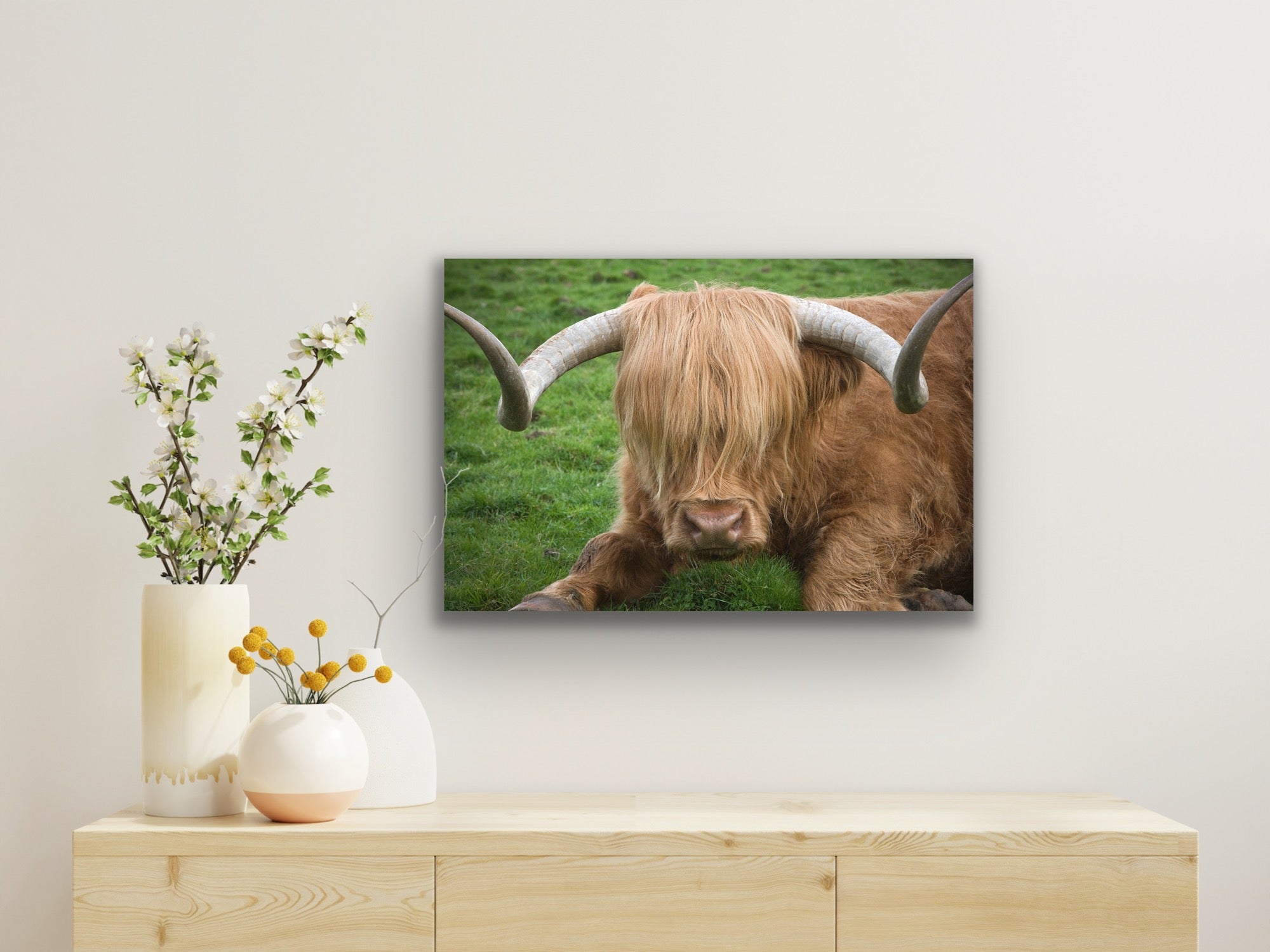 Highland Cattle