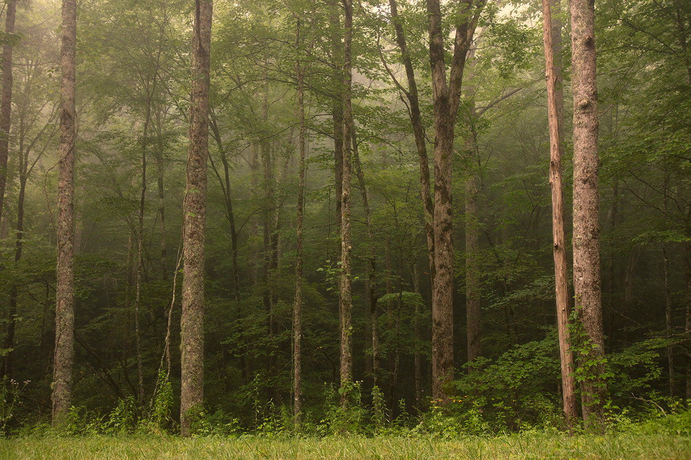 A misty forest scene with tall trees and a soft light filtering through the foliage.