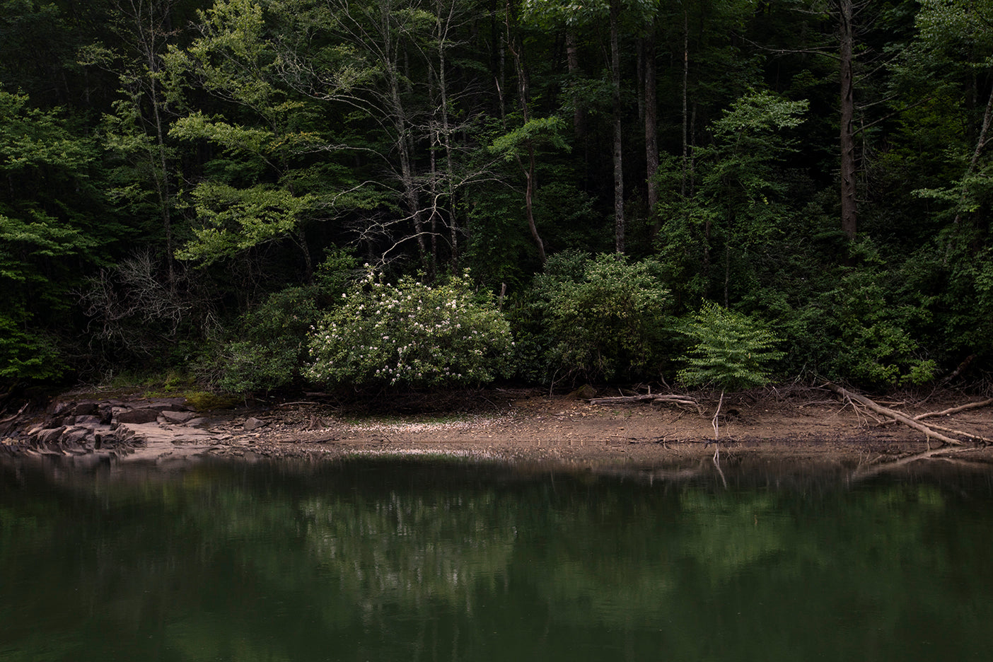 A serene image featuring a still body of water reflecting a dense forest. A bush is prominently visible on the shore, and the forest is lush and green.
