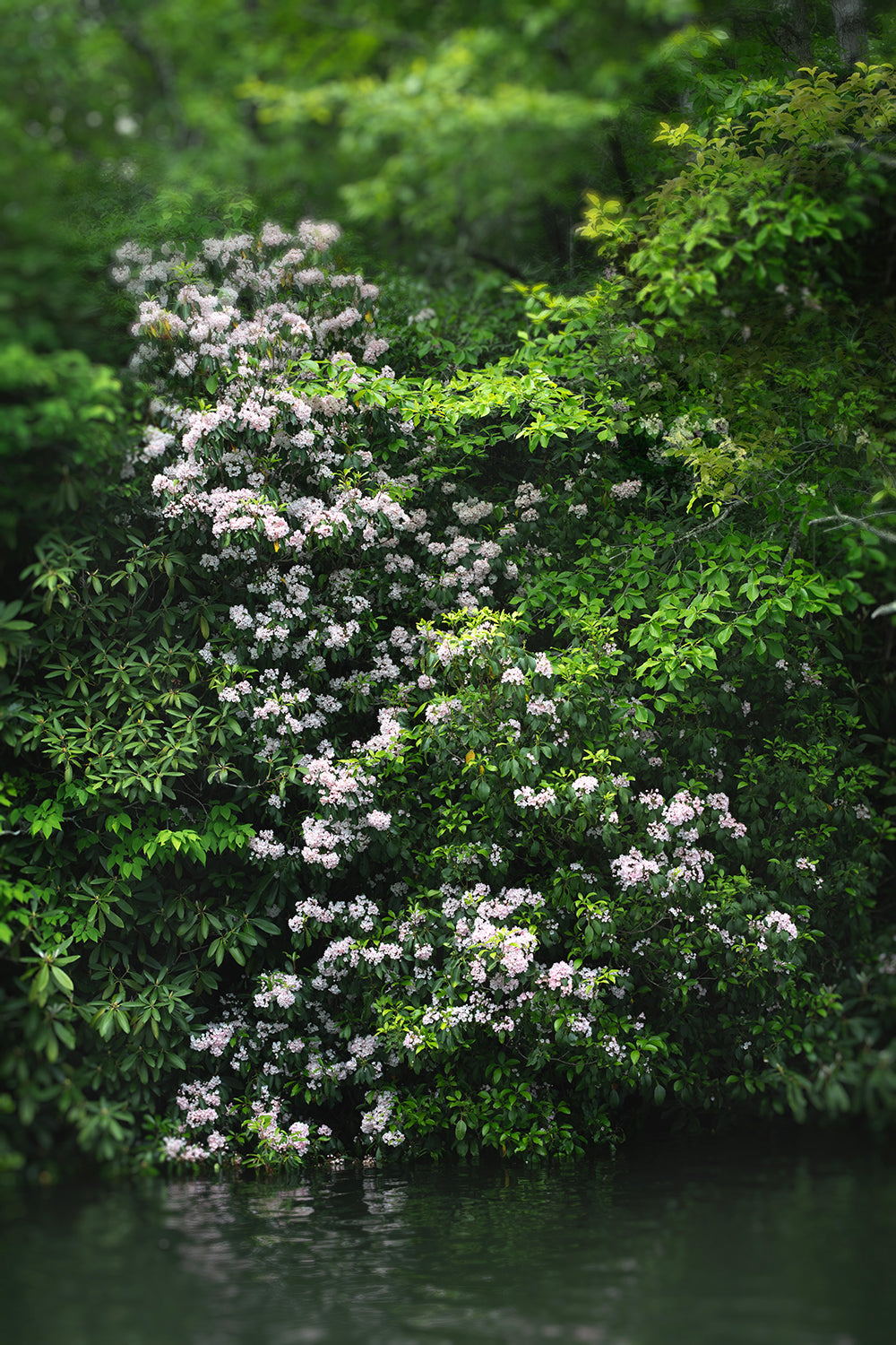 A photo of a lush green bush with pink floral blossoms, possibly a mountain laurel, with a blurred natural background.