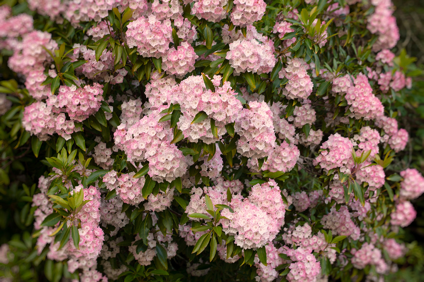 A close-up image of a pink floral tree with the name 'Dreamy Laurel' tagged