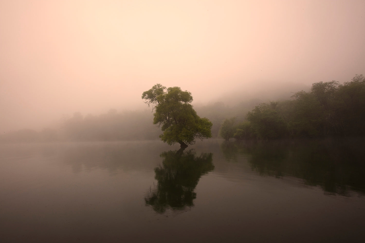 A photograph depicting a tree partially shrouded in mist, standing by a body of water, with a limited pink hue possibly due to lighting or photographic effect.