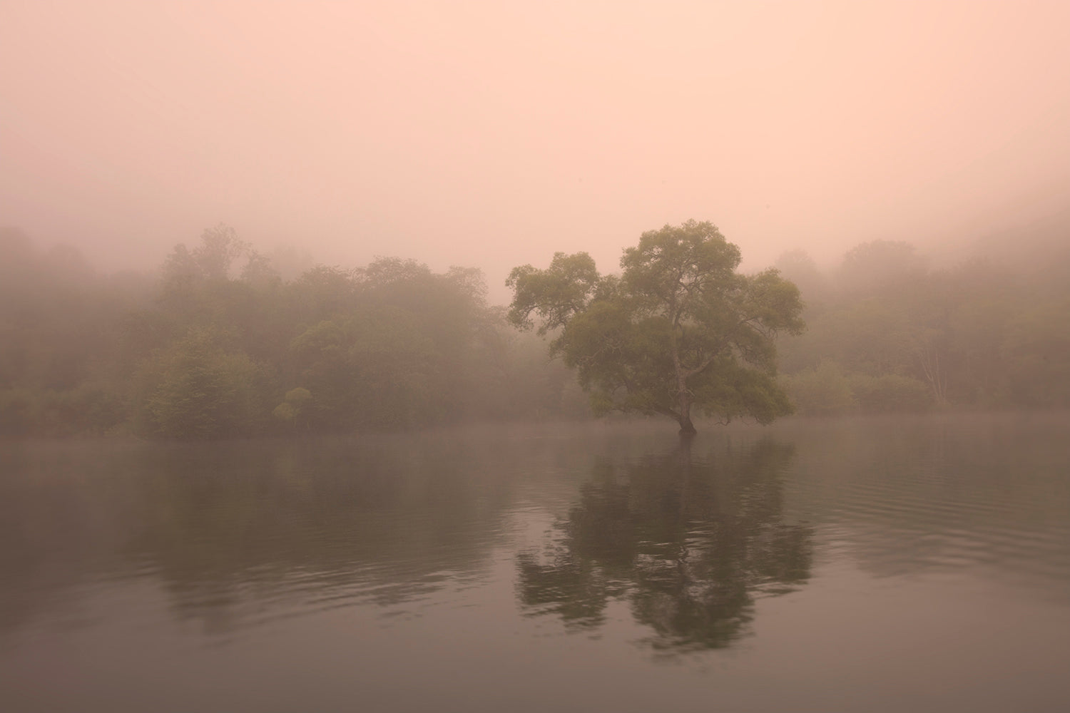 A photographic image depicting a tree partially shrouded in mist, with a pink hue in the background, possibly indicating a rise in temperature or a play of light.