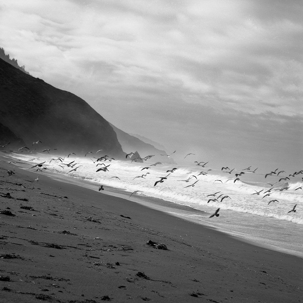 Black and white photograph of birds flying over a beach with cliffs in the background.