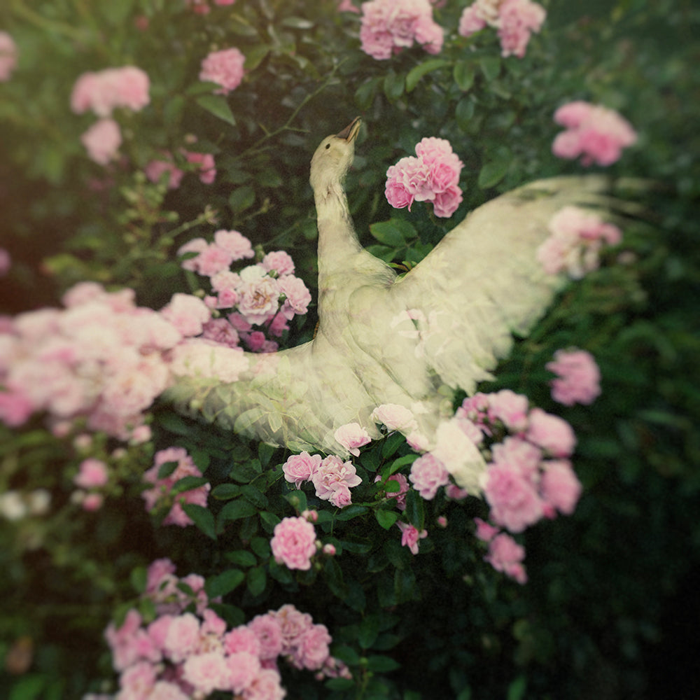wild goose sleeping on a bed of roses