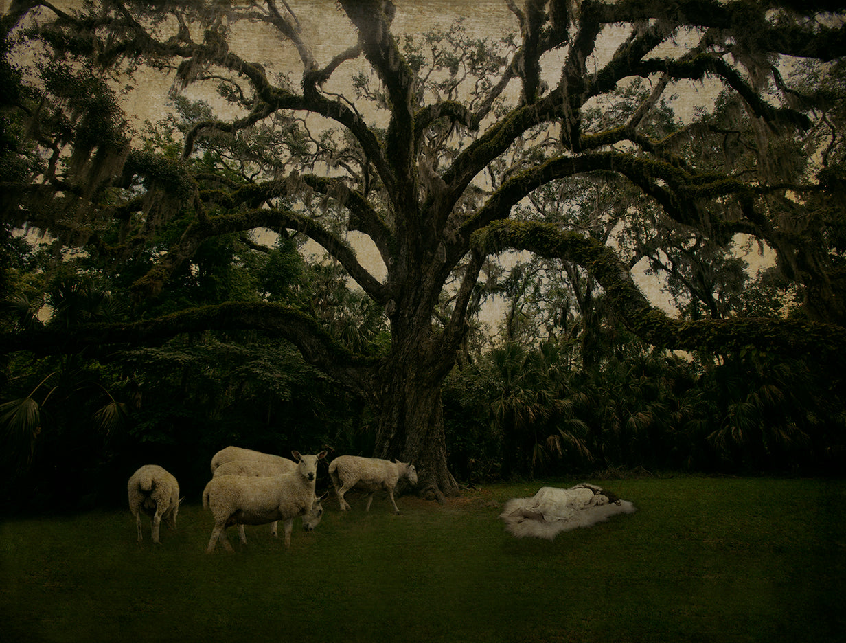A photograph from the fine art collection 'Inspirations', depicting a serene outdoor scene with sheep in the foreground and a large tree in the background.girl sleeping under tree