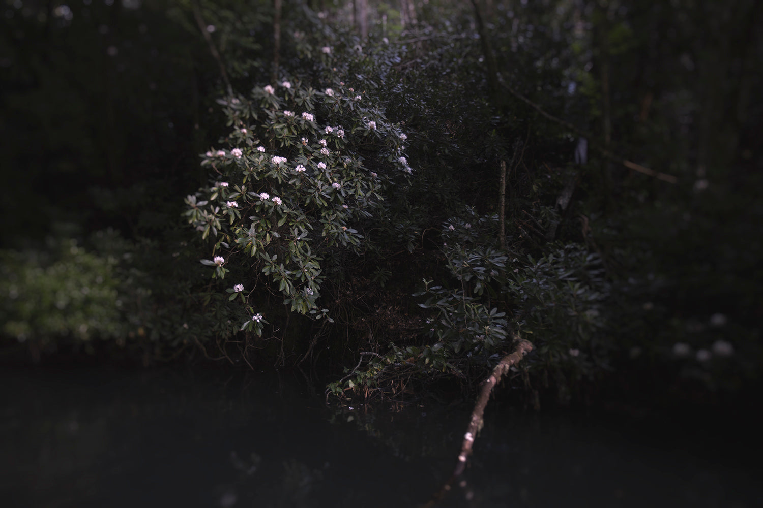 A dark and moody photograph of a tree with white flowers in bloom, partially silhouetted against a backdrop of a dark forest and water.
