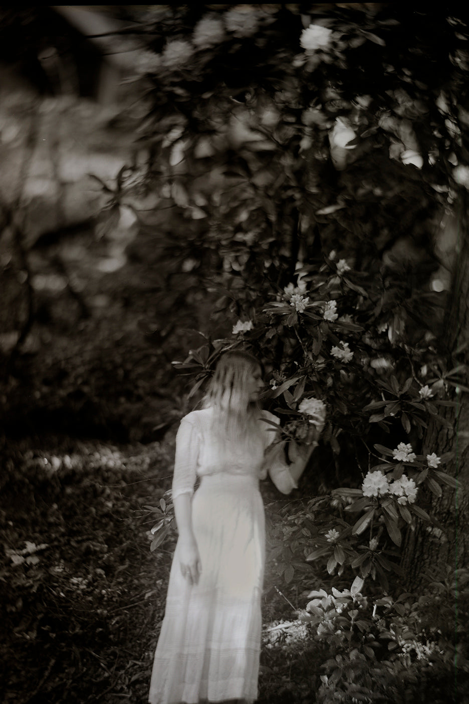 A black and white photograph of a person standing among rhododendron bushes, capturing a dreamlike quality with an 1860s brass Petzval lens.