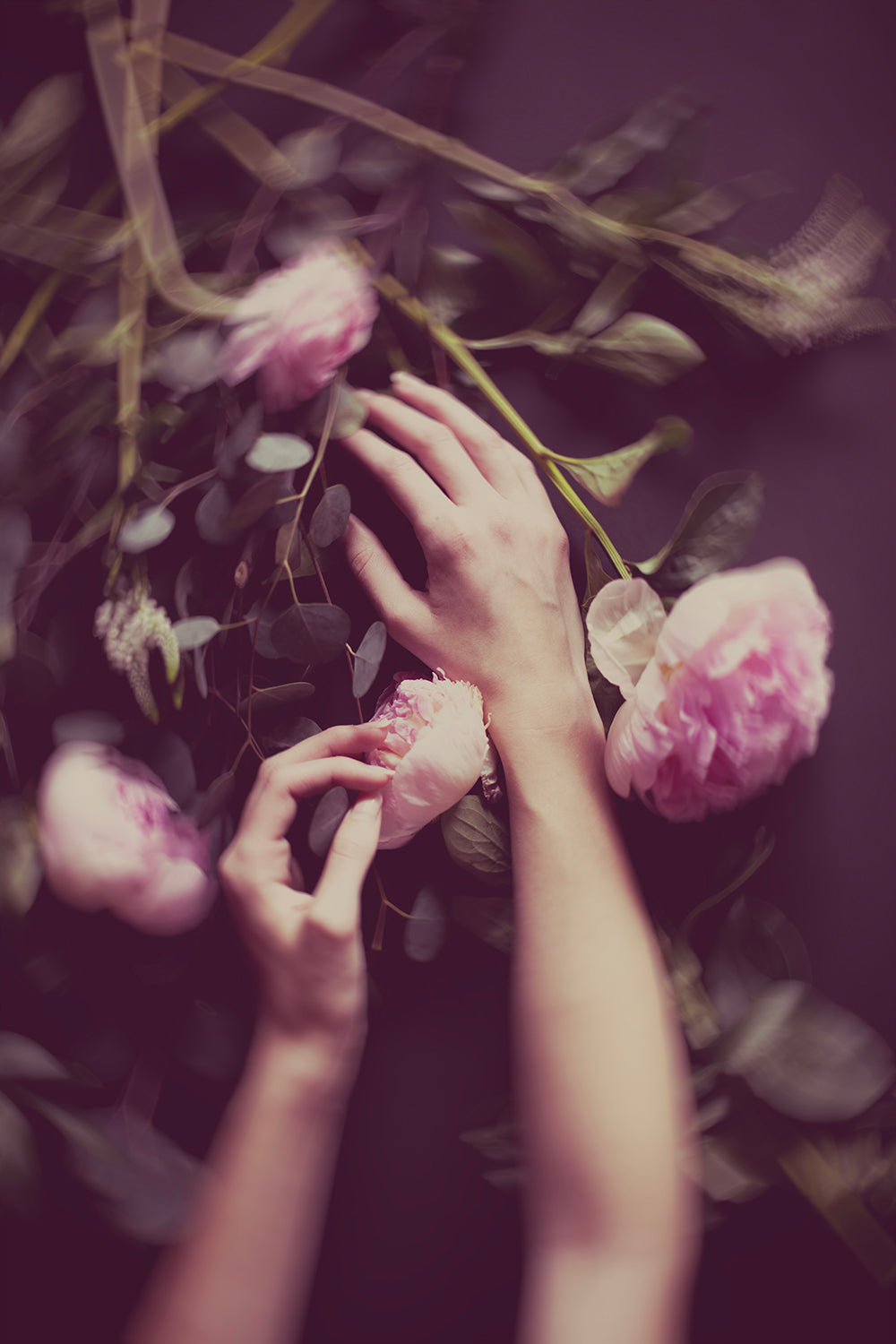 A photo depicting a person's hands reaching out to pink peony flowers with a blurred background.