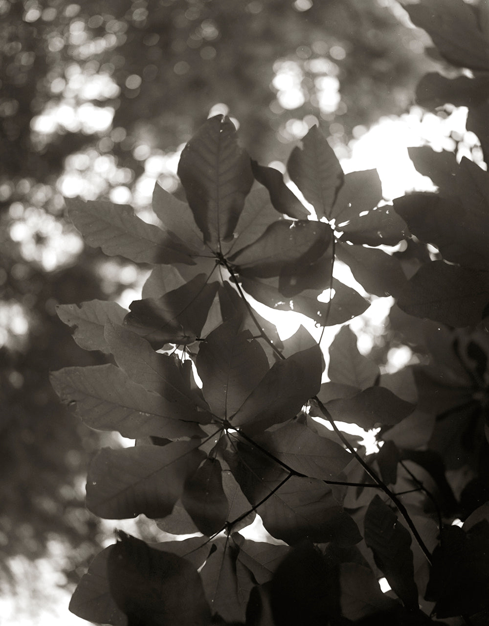 Black and white photograph of hickory leaves with a dreamlike, timeless quality, reflecting the grace and resilience of nature.
