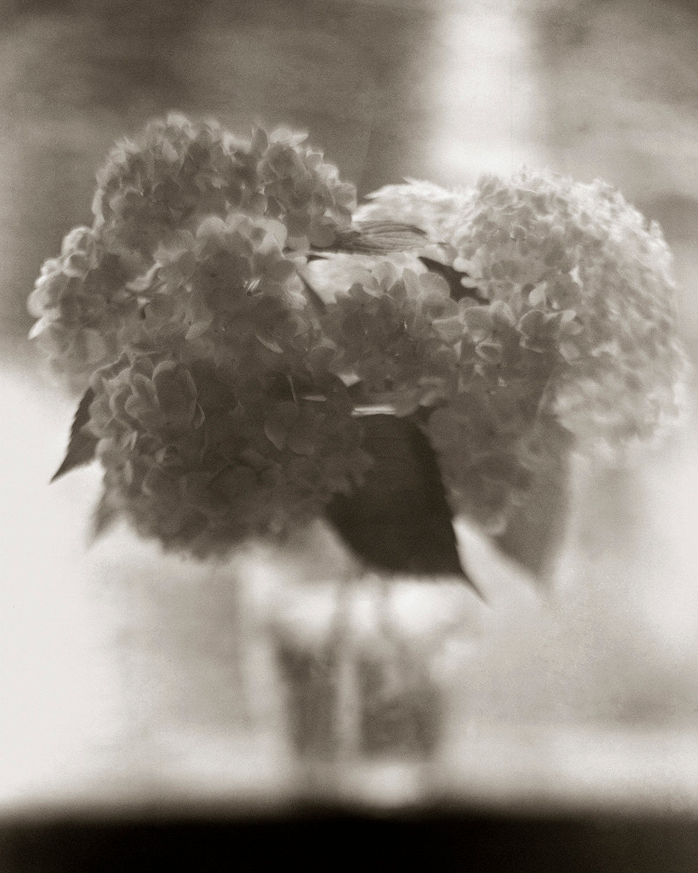 Hydrangeas black and white