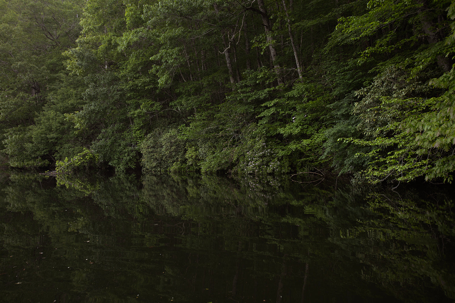 A tranquil lake surrounded by dense green foliage, capturing a serene moment in nature.