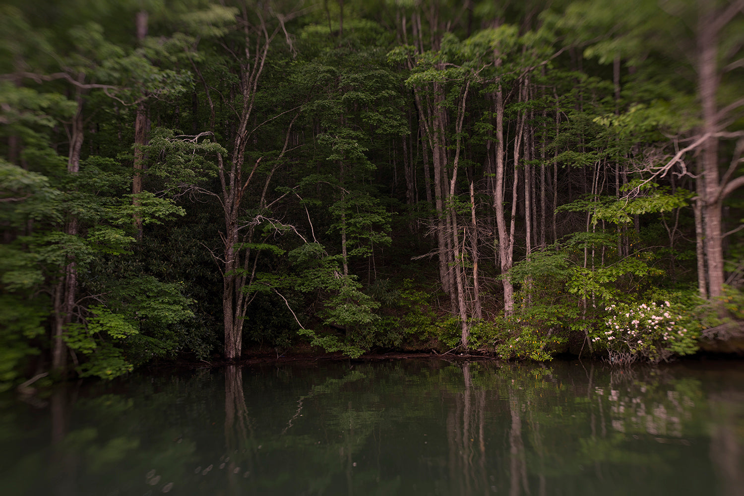 A serene lakeside scene with trees and a patch of pink flowers on the shore, reflecting in the calm water.