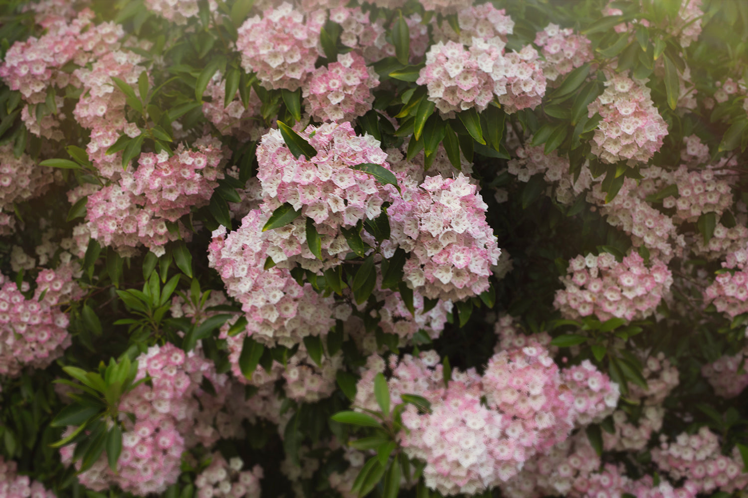 A photo of a pink laurel bush with Blooming flowers.