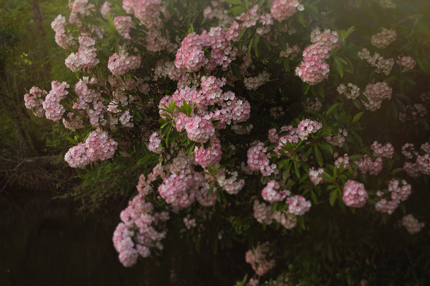 A photo of a bush with pink flowers, potentially part of the 'Wanderer’s Bloom' photography collection.