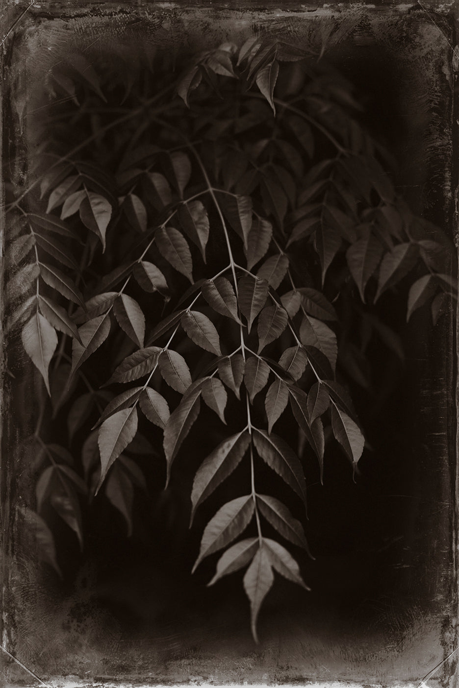 A black and white photograph of delicate foliage with intricate beauty and texture.