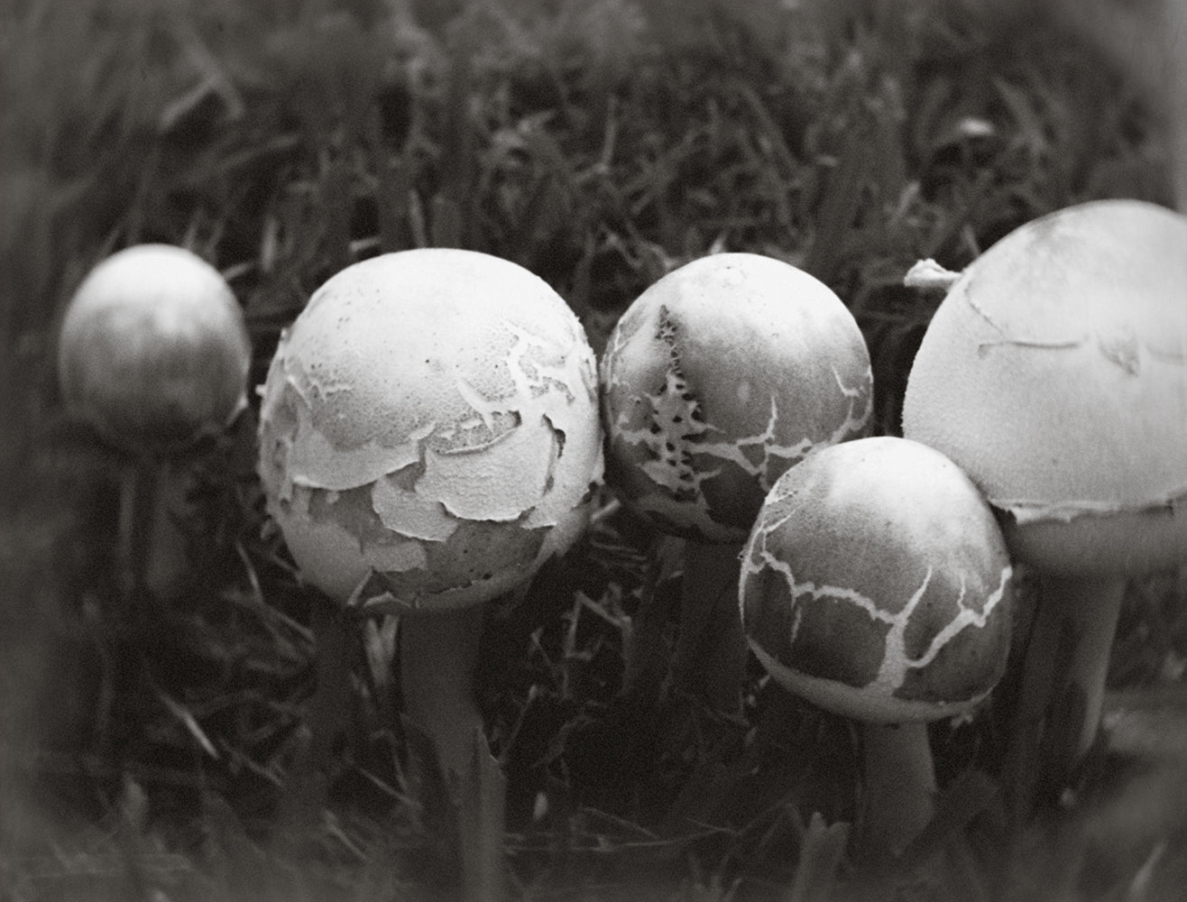 Black and white photograph of mushrooms with a textured appearance, likely a part of the 'Wanderer’s Bloom' photography collection.