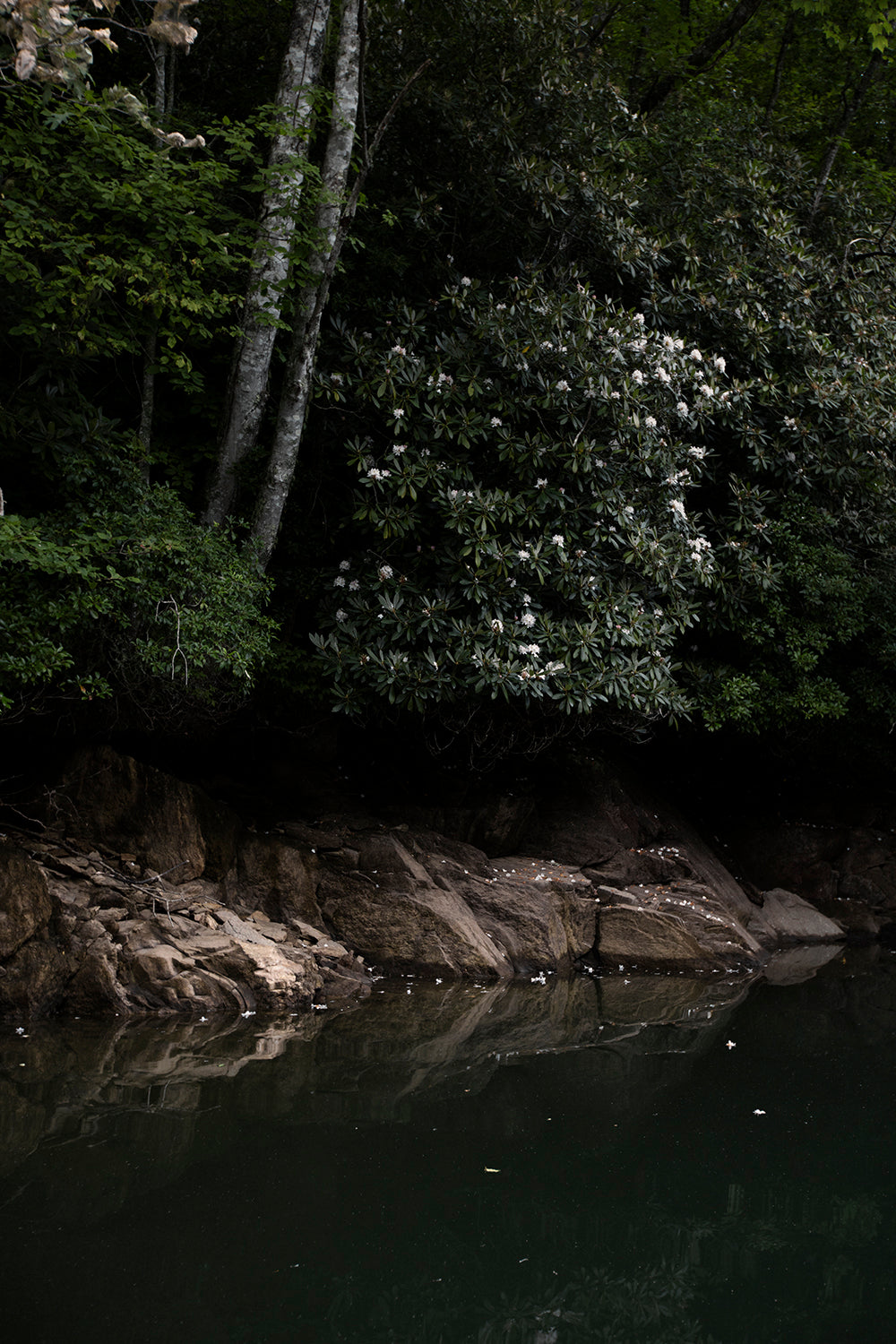 A photograph featuring a serene lake edge with trees and a clear reflection in the water.