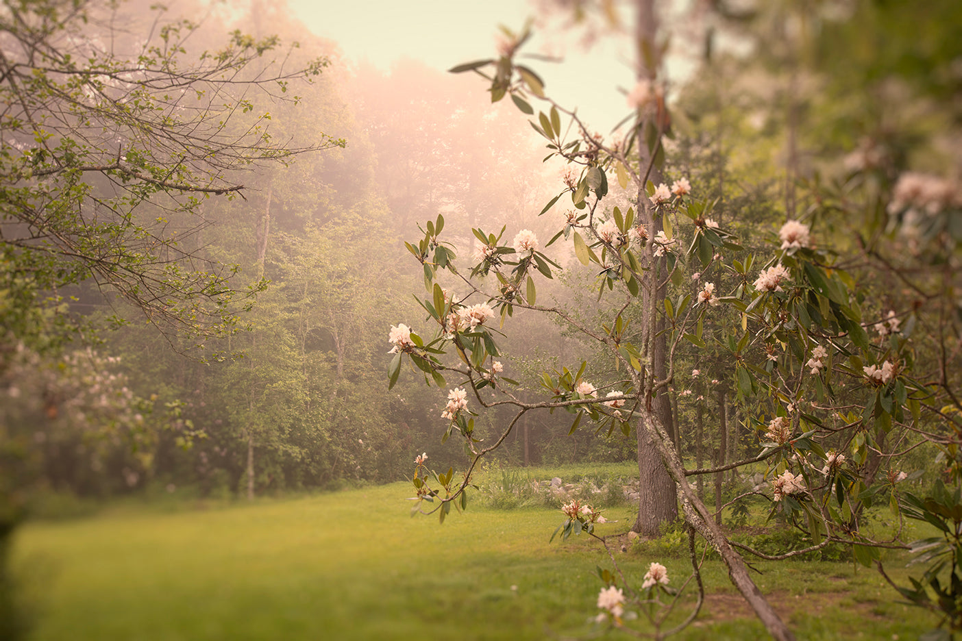 A dreamy photograph featuring a blurred natural landscape with pink hues, possibly a mountain laurel bush in bloom, evoking a tranquil and serene atmosphere.