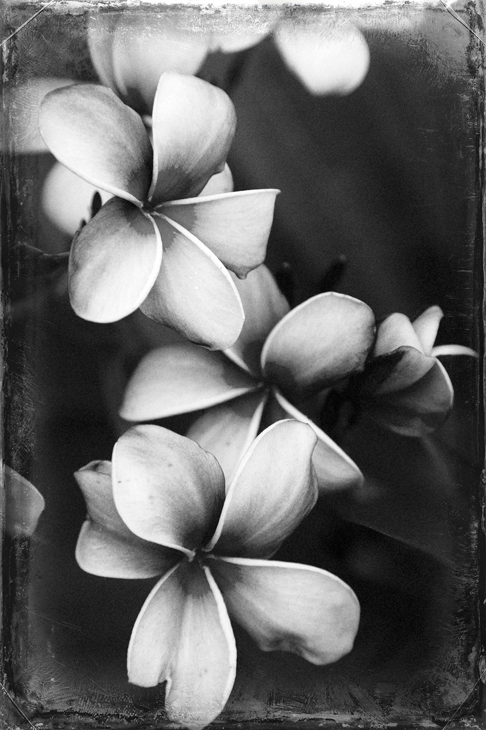 A black and white photograph of plumeria flowers with a vintage aesthetic.