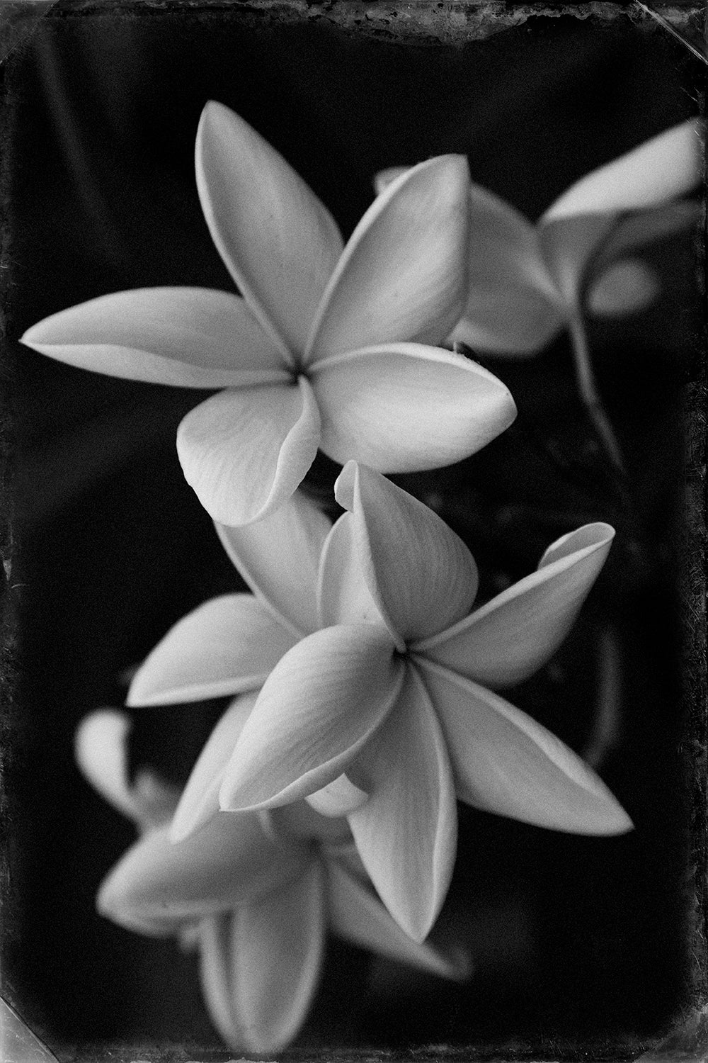A black and white photograph of plumeria flowers with a vintage artistic style.