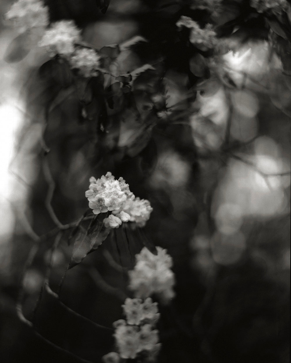 Black and white photograph of rhododendron petals with a dreamlike, timeless quality, capturing the grace and resilience of nature.