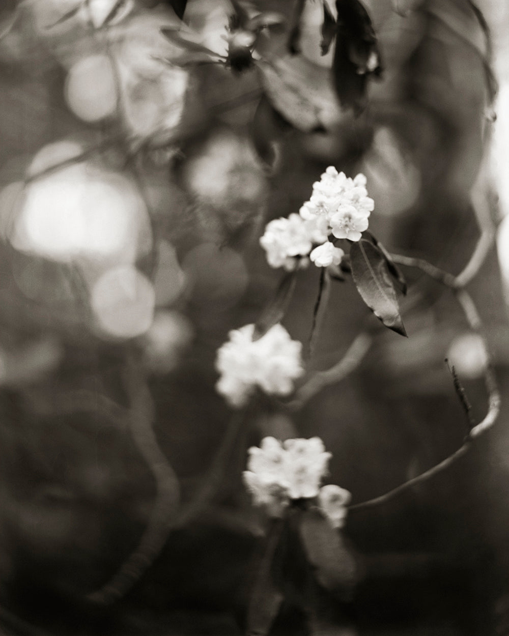 Black and white photograph of rhododendron flowers with an out-of-focus background, showcasing a dreamlike quality.