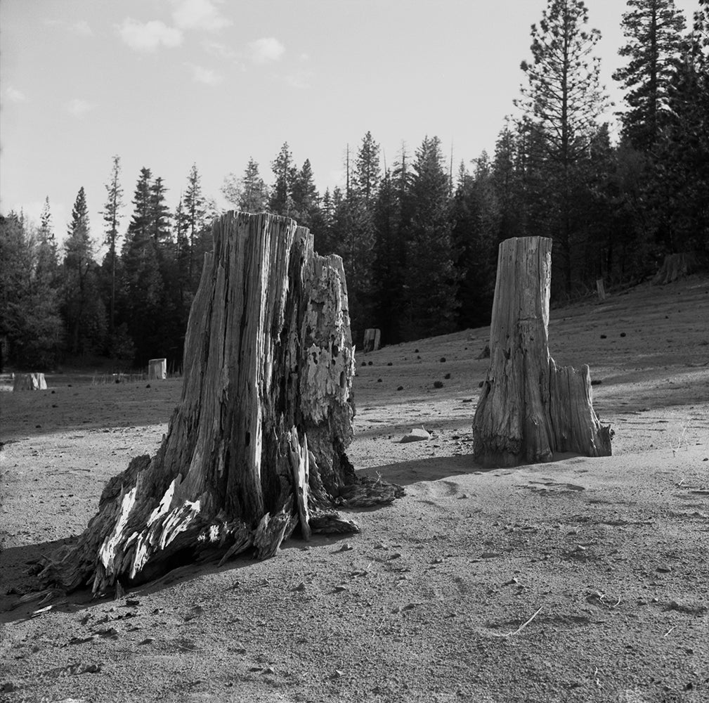 Black and white photograph of two standing tree stumps with a forest background.