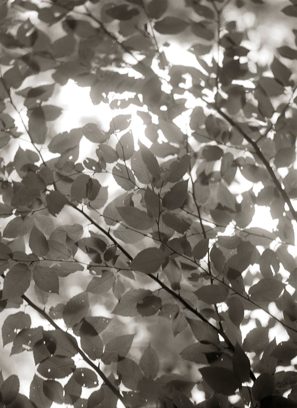 Black and white photograph of tree leaves with a dreamlike, ethereal quality, using a vintage brass Petzval lens.