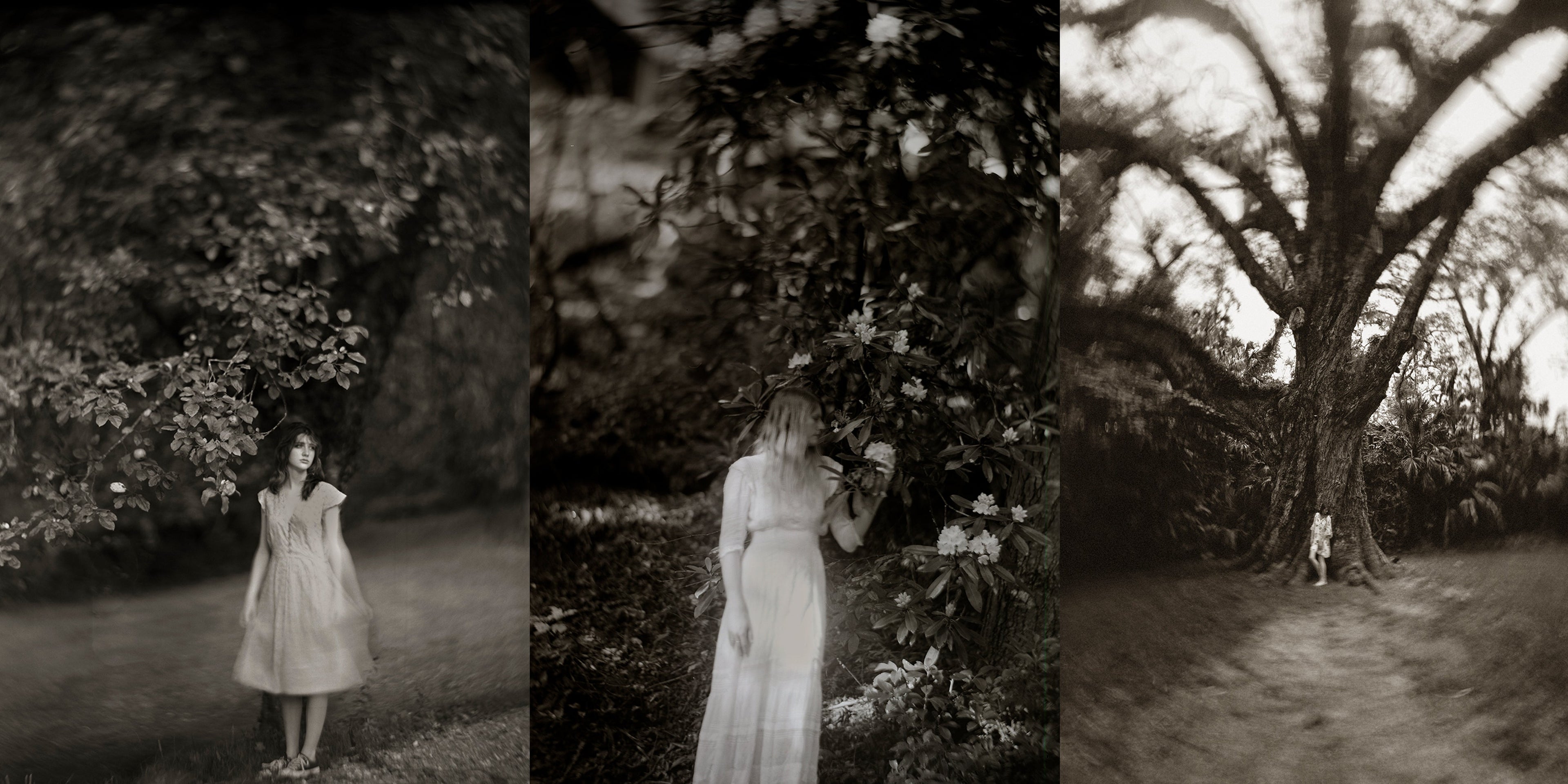 Trees of the South: Through Leaves a Longing