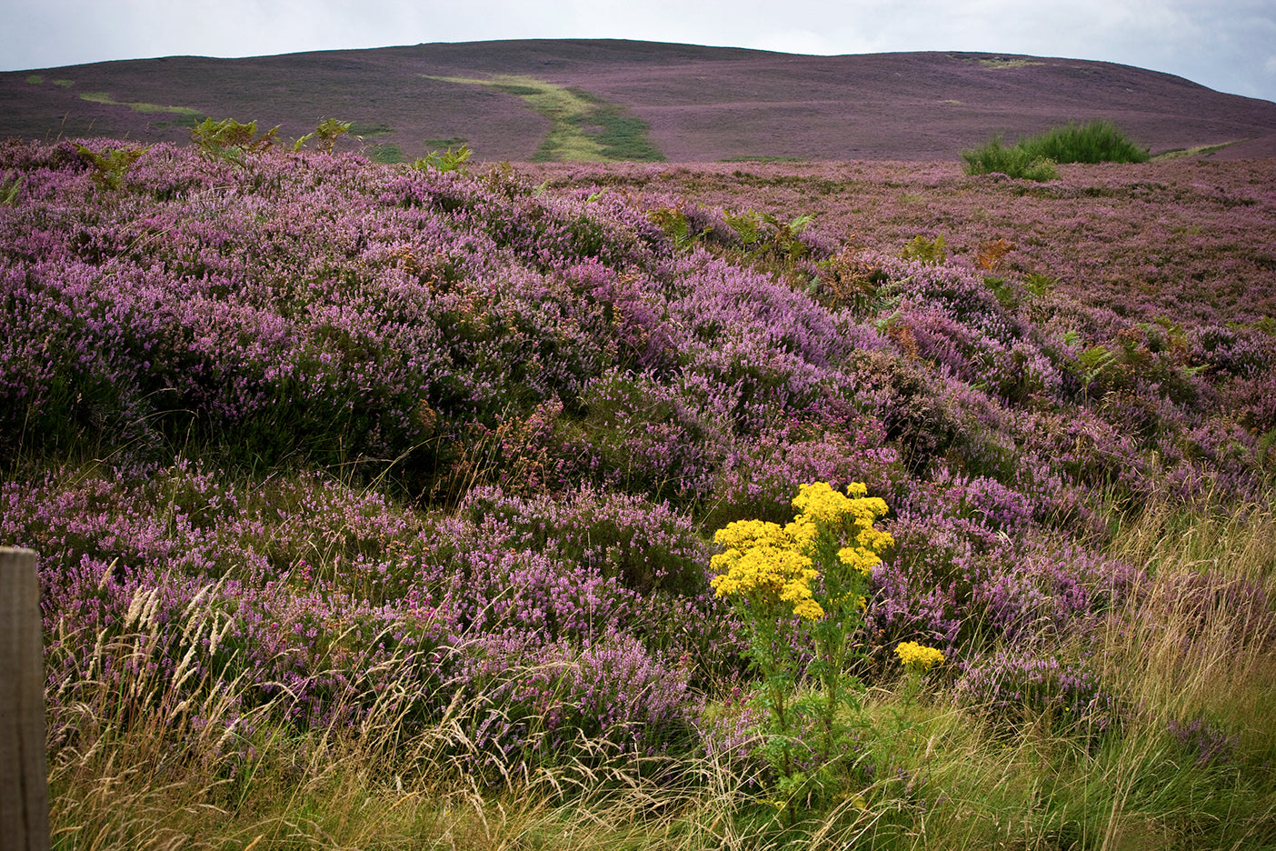 Heather Fields