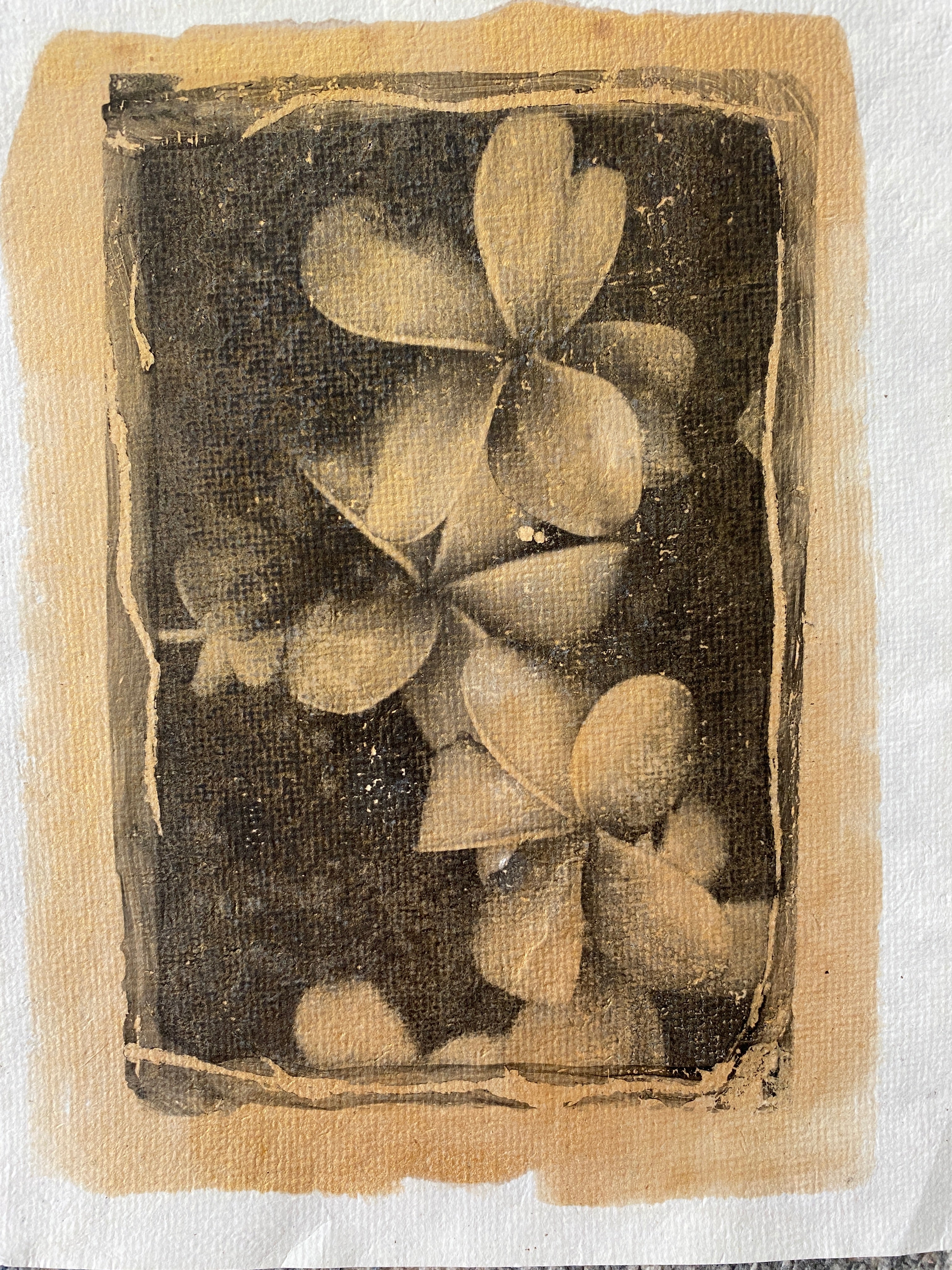 Plumerias 8x10