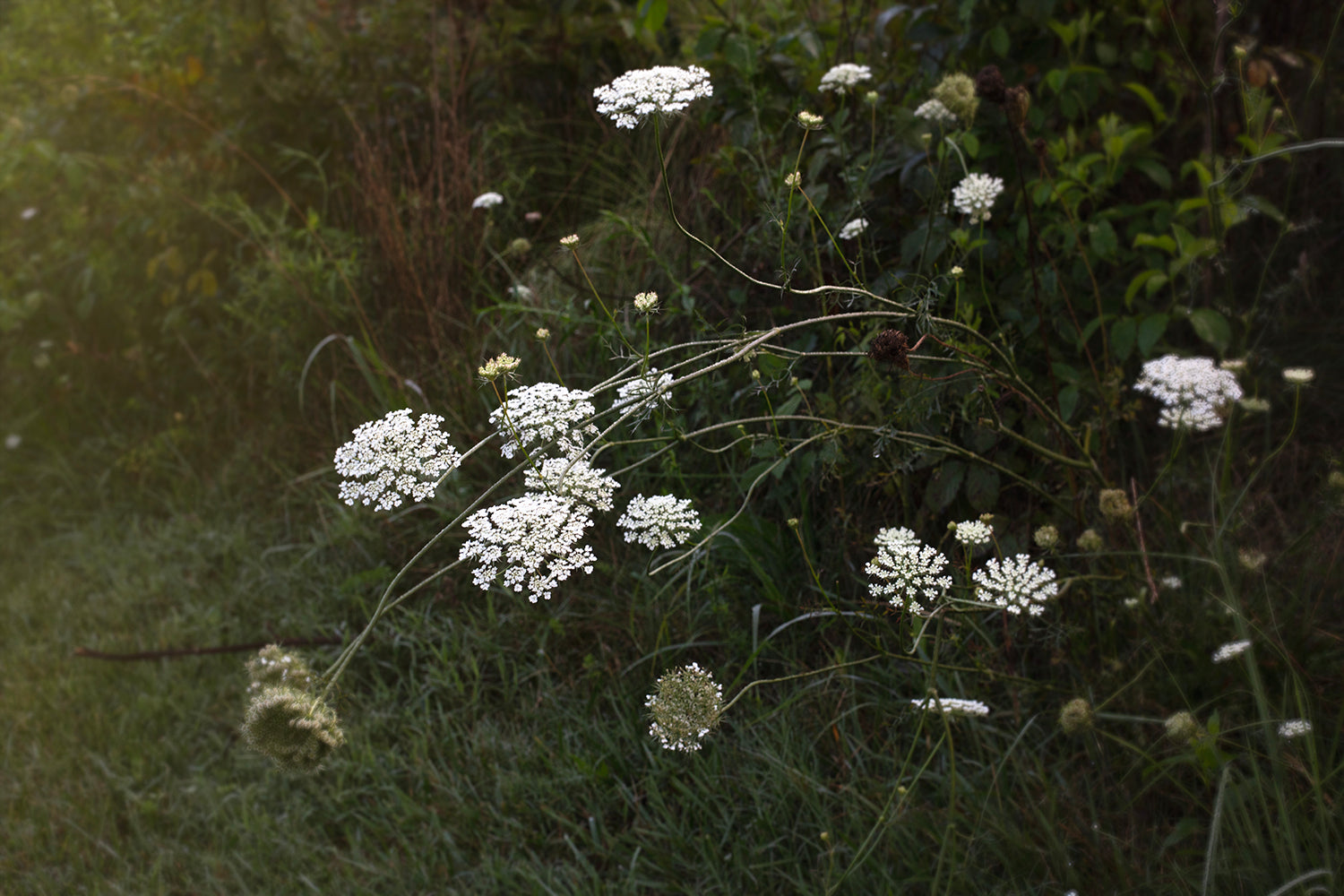 Queen Anne's Lace