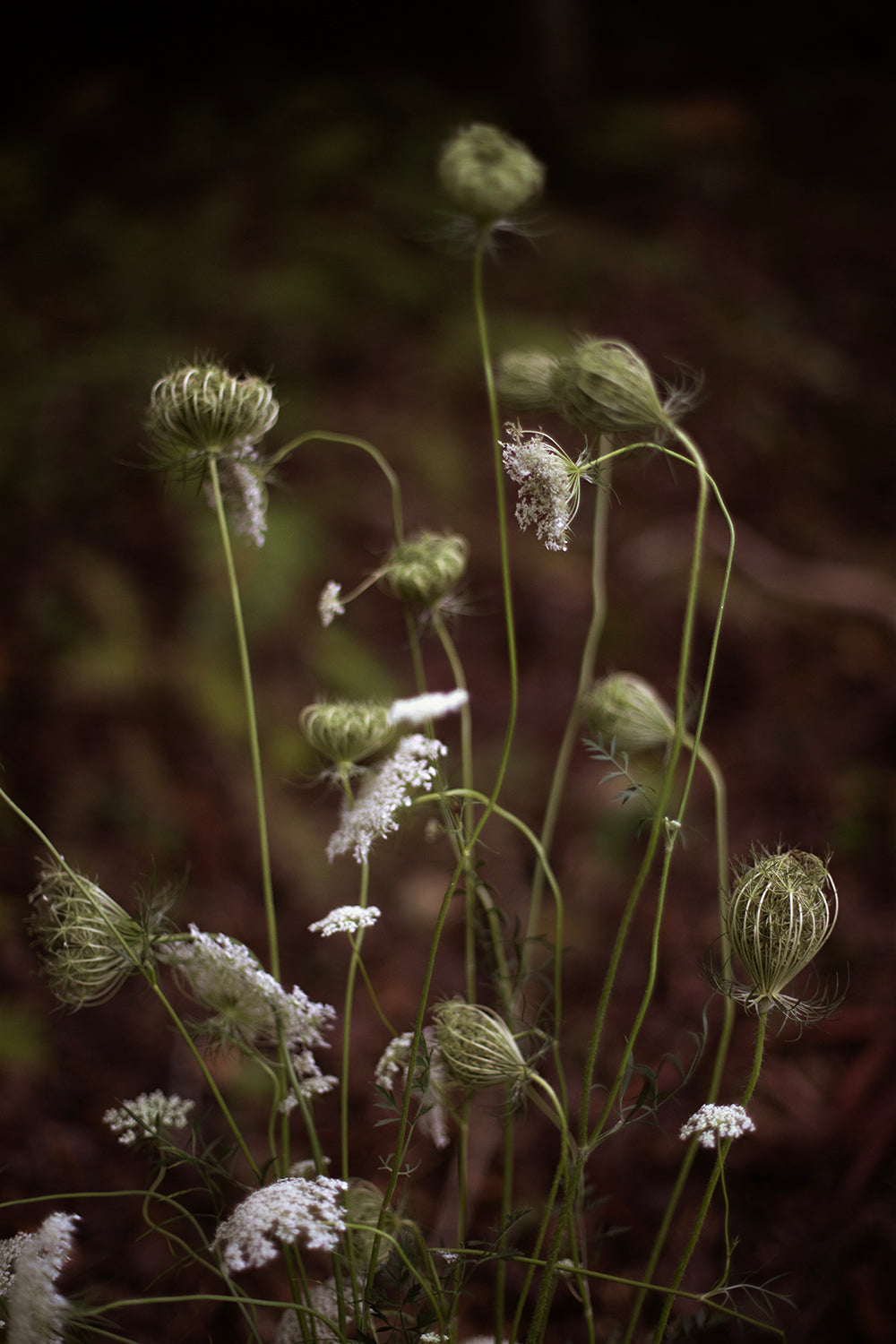 Queen Anne's Lace 2