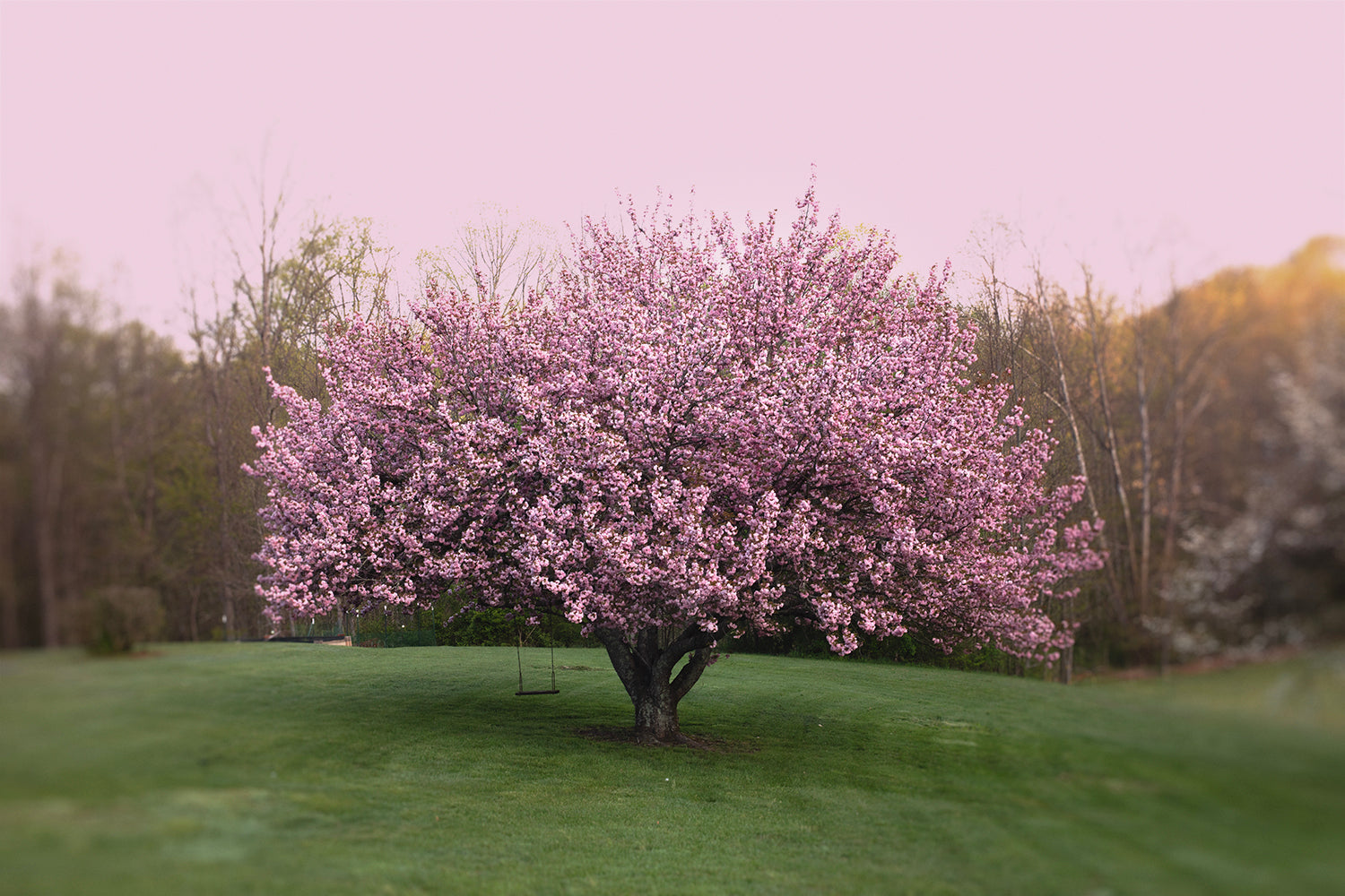 Crab Apple Tree