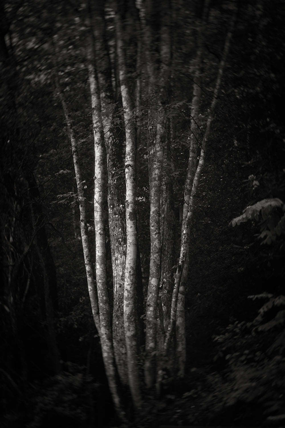 Black and white tree