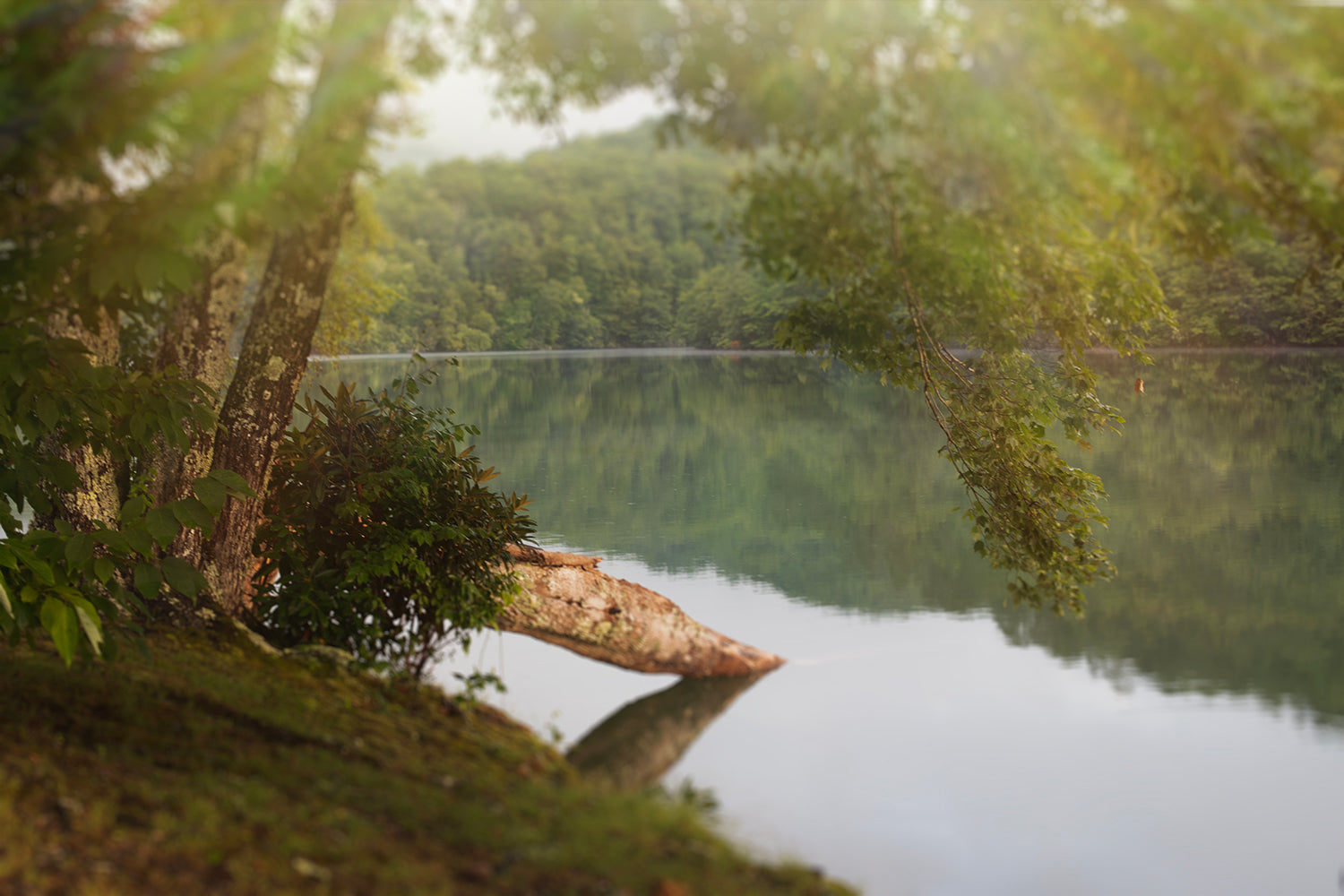 Trees on the edge
