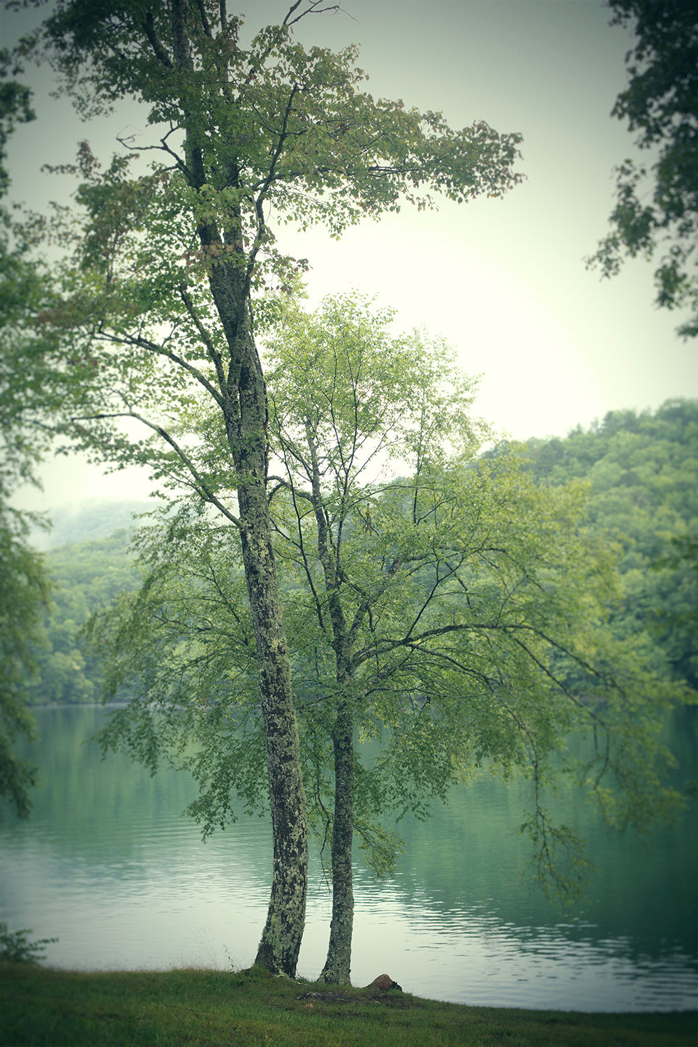 Lakeside Trees