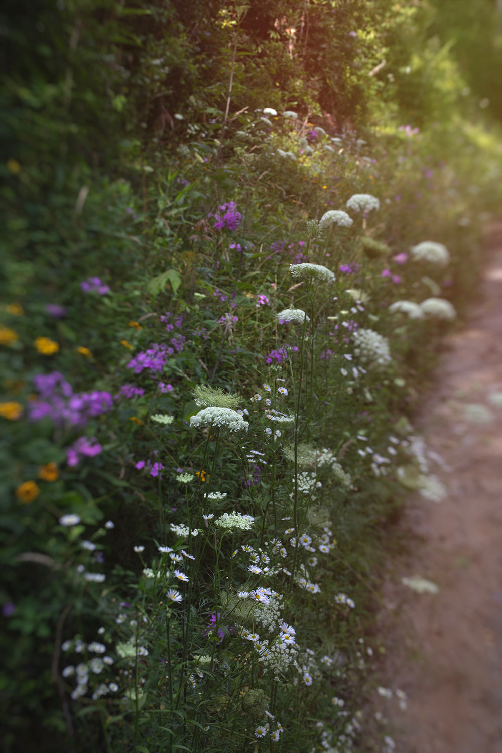 Wildflowers