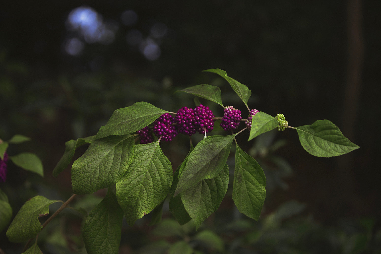 Beauty Berry